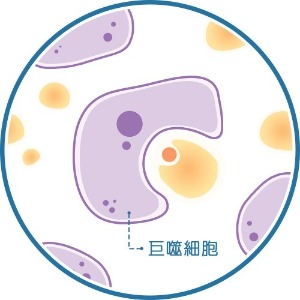 消脂針-巨噬細胞吞噬零碎脂肪-首爾醫美